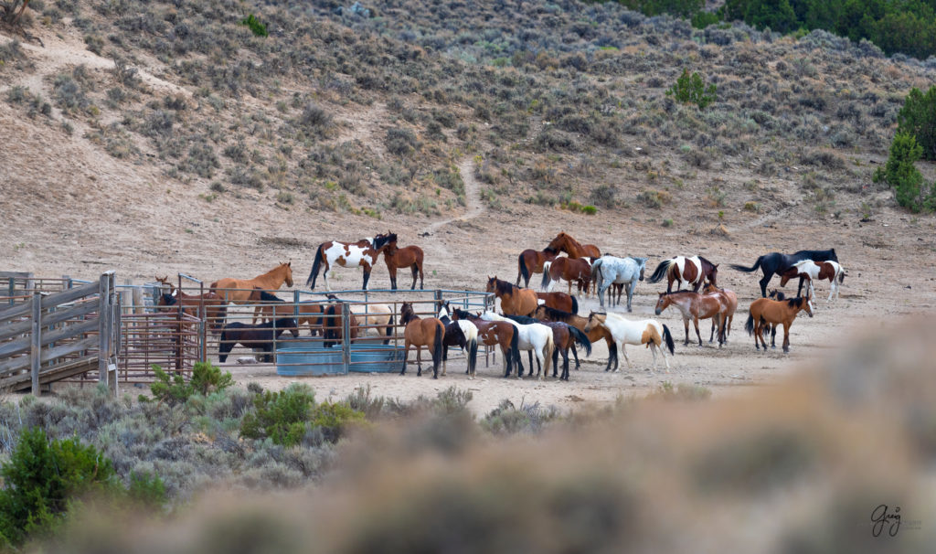 cedar mountain herd of wild horses, wild horses, wild horse photography, photography of wild horses, skull valley wild horses, utahwildhorses