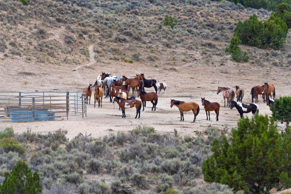 cedar mountain herd of wild horses, wild horses, wild horse photography, photography of wild horses, skull valley wild horses, utahwildhorses