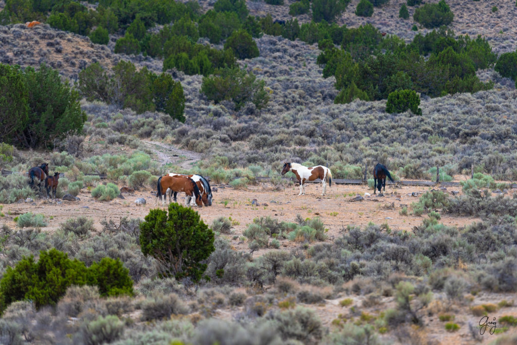 cedar mountain herd of wild horses, wild horses, wild horse photography, photography of wild horses, skull valley wild horses, utahwildhorses