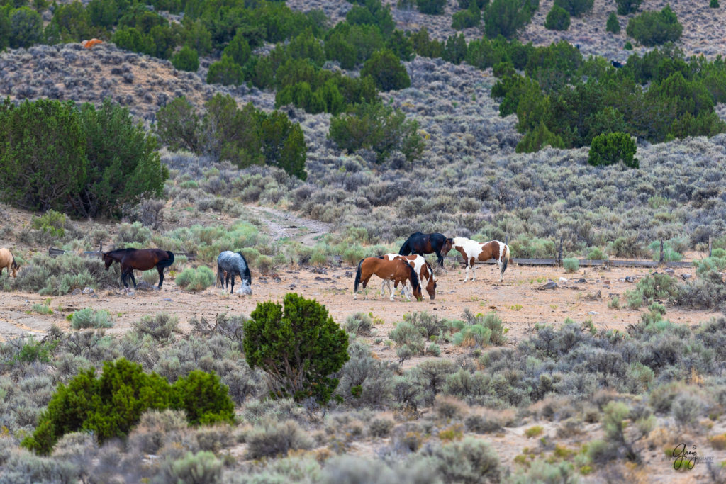 cedar mountain herd of wild horses, wild horses, wild horse photography, photography of wild horses, skull valley wild horses, utahwildhorses