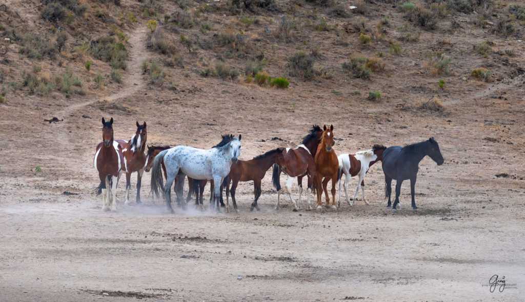 cedar mountain herd of wild horses, wild horses, wild horse photography, photography of wild horses, skull valley wild horses, utahwildhorses