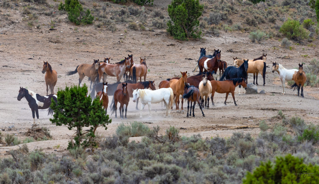 cedar mountain herd of wild horses, wild horses, wild horse photography, photography of wild horses, skull valley wild horses, utahwildhorses