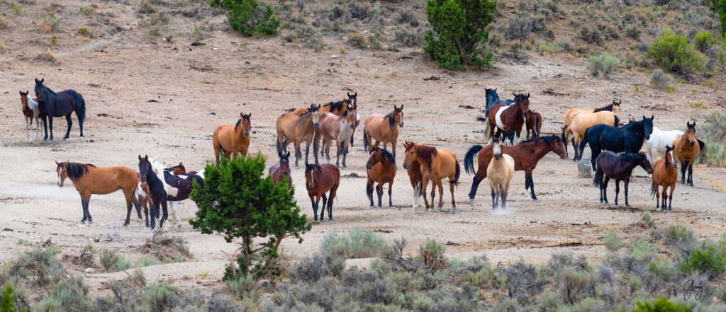 cedar mountain herd of wild horses, wild horses, wild horse photography, photography of wild horses, skull valley wild horses, utahwildhorses