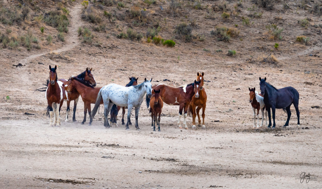 cedar mountain herd of wild horses, wild horses, wild horse photography, photography of wild horses, skull valley wild horses, utahwildhorses