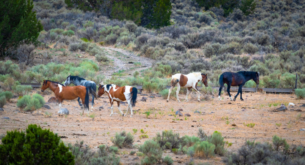 cedar mountain herd of wild horses, wild horses, wild horse photography, photography of wild horses, skull valley wild horses, utahwildhorses