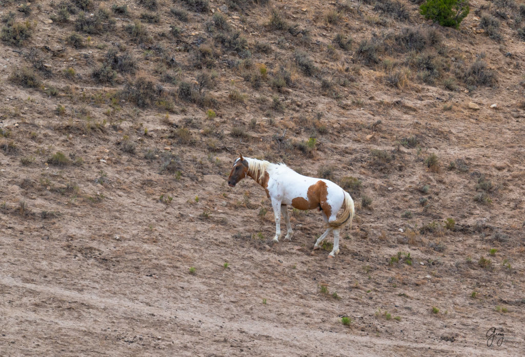 cedar mountain herd of wild horses, wild horses, wild horse photography, photography of wild horses, skull valley wild horses, utahwildhorses