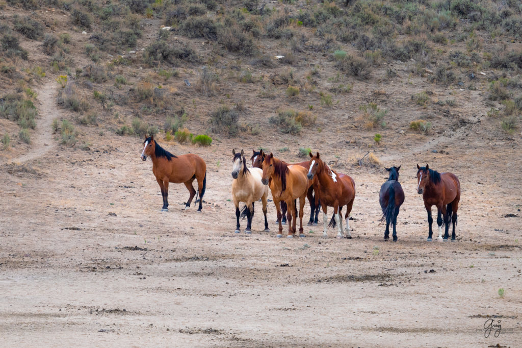 cedar mountain herd of wild horses, wild horses, wild horse photography, photography of wild horses, skull valley wild horses, utahwildhorses