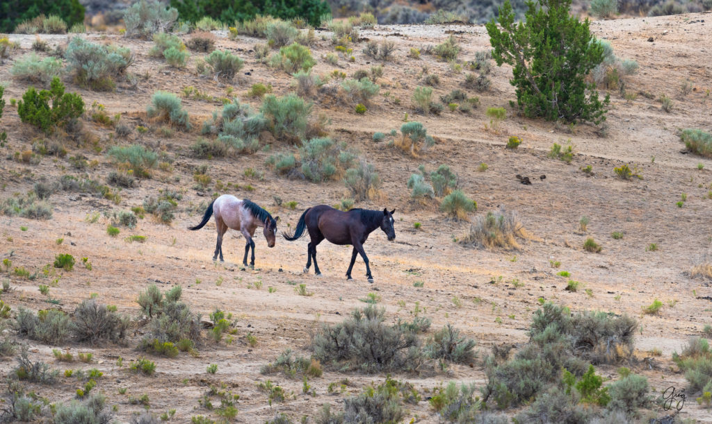 cedar mountain herd of wild horses, wild horses, wild horse photography, photography of wild horses, skull valley wild horses, utahwildhorses