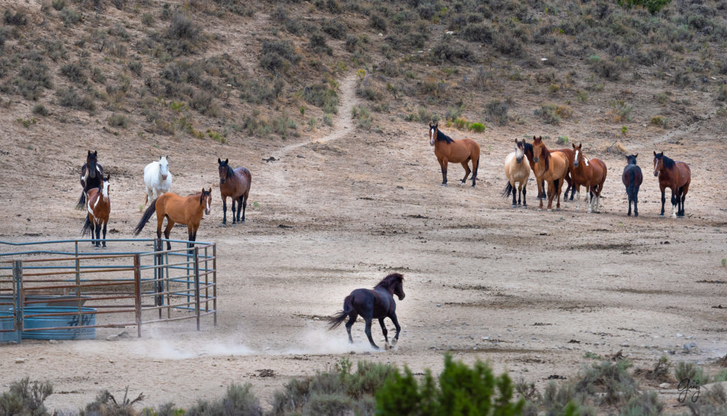 cedar mountain herd of wild horses, wild horses, wild horse photography, photography of wild horses, skull valley wild horses, utahwildhorses