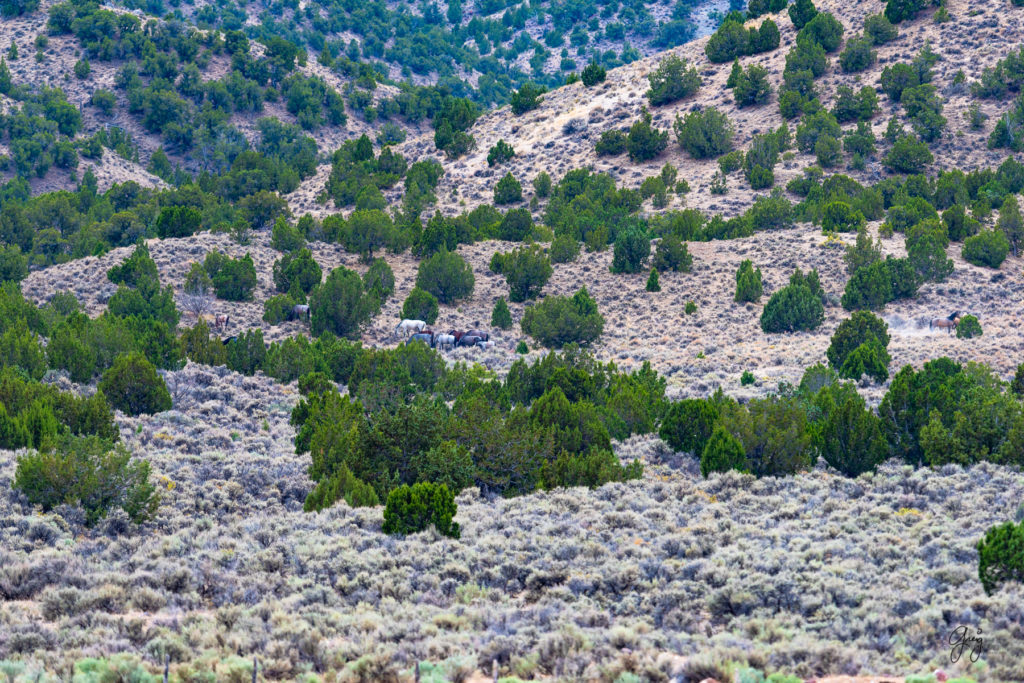 cedar mountain herd of wild horses, wild horses, wild horse photography, photography of wild horses, skull valley wild horses, utahwildhorses