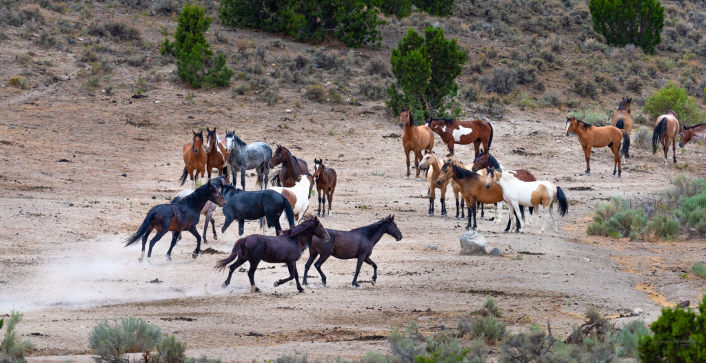 cedar mountain herd of wild horses, wild horses, wild horse photography, photography of wild horses, skull valley wild horses, utahwildhorses