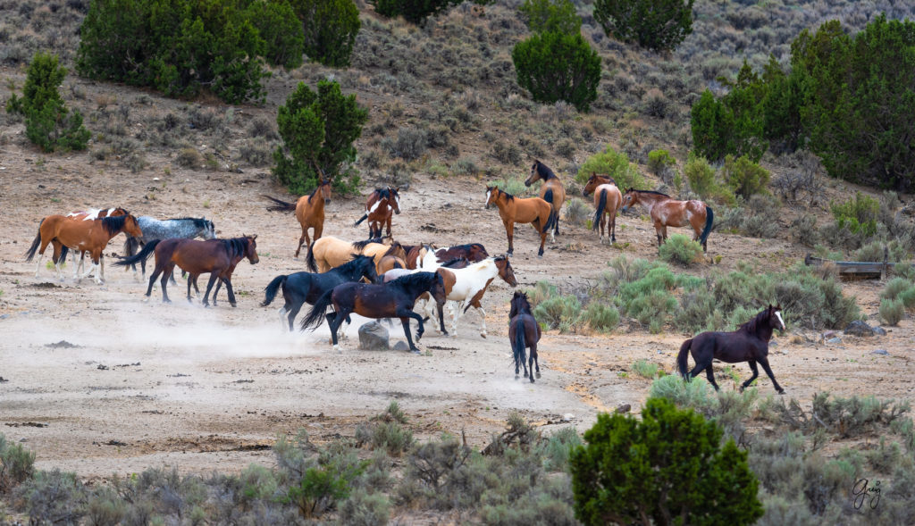 cedar mountain herd of wild horses, wild horses, wild horse photography, photography of wild horses, skull valley wild horses, utahwildhorses