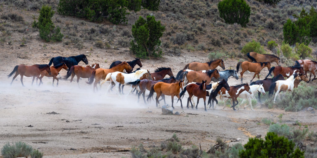 cedar mountain herd of wild horses, wild horses, wild horse photography, photography of wild horses, skull valley wild horses, utahwildhorses