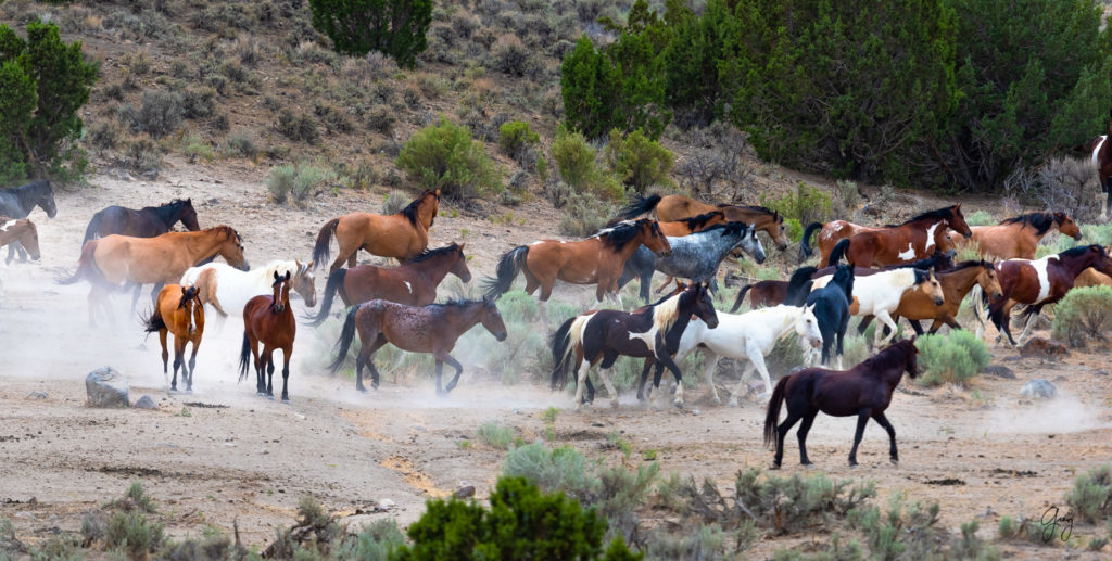 cedar mountain herd of wild horses, wild horses, wild horse photography, photography of wild horses, skull valley wild horses, utahwildhorses