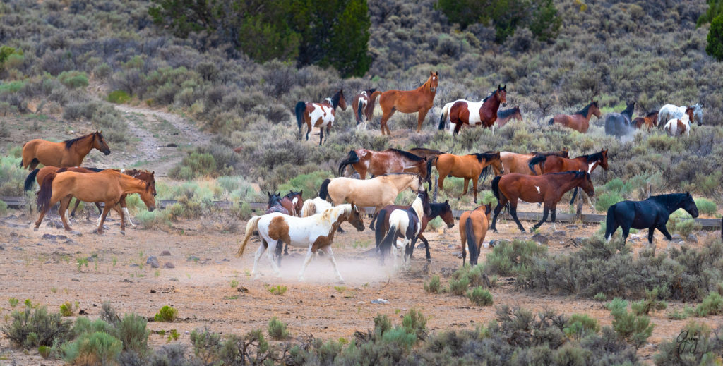 cedar mountain herd of wild horses, wild horses, wild horse photography, photography of wild horses, skull valley wild horses, utahwildhorses