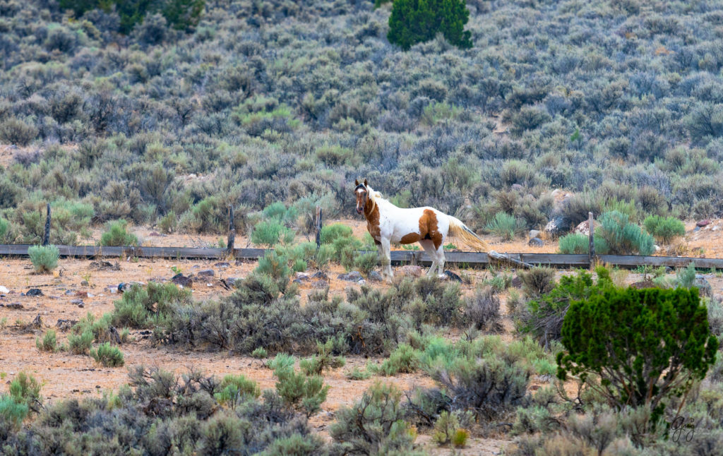 cedar mountain herd of wild horses, wild horses, wild horse photography, photography of wild horses, skull valley wild horses, utahwildhorses
