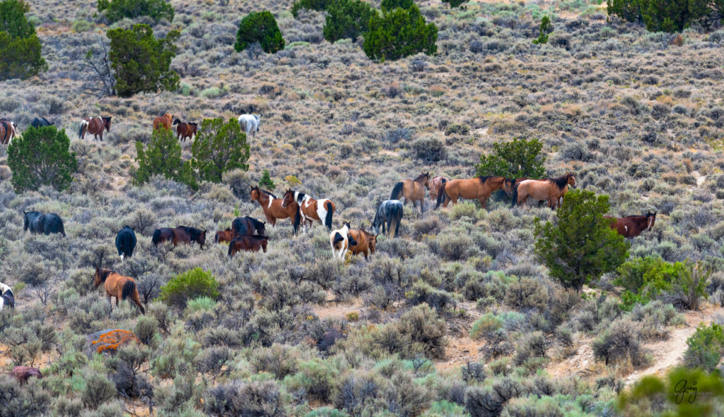 cedar mountain herd of wild horses, wild horses, wild horse photography, photography of wild horses, skull valley wild horses, utahwildhorses