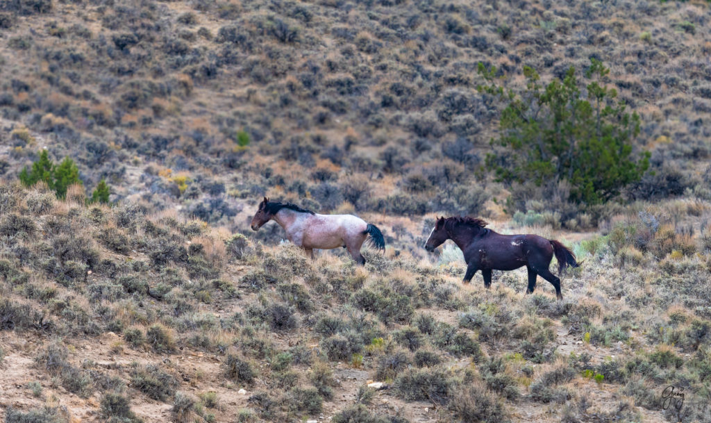 cedar mountain herd of wild horses, wild horses, wild horse photography, photography of wild horses, skull valley wild horses, utahwildhorses