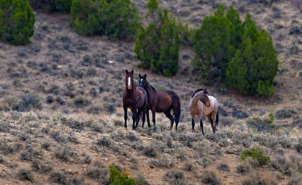 cedar mountain herd of wild horses, wild horses, wild horse photography, photography of wild horses, skull valley wild horses, utahwildhorses