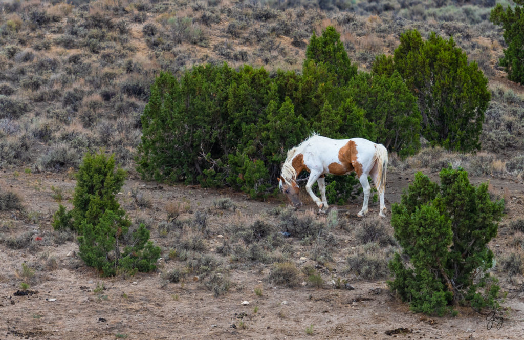 cedar mountain herd of wild horses, wild horses, wild horse photography, photography of wild horses, skull valley wild horses, utahwildhorses