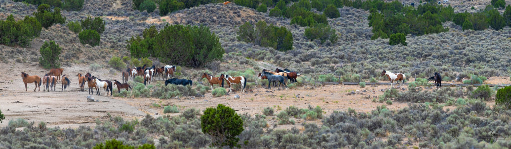 cedar mountain herd of wild horses, wild horses, wild horse photography, photography of wild horses, skull valley wild horses, utahwildhorses