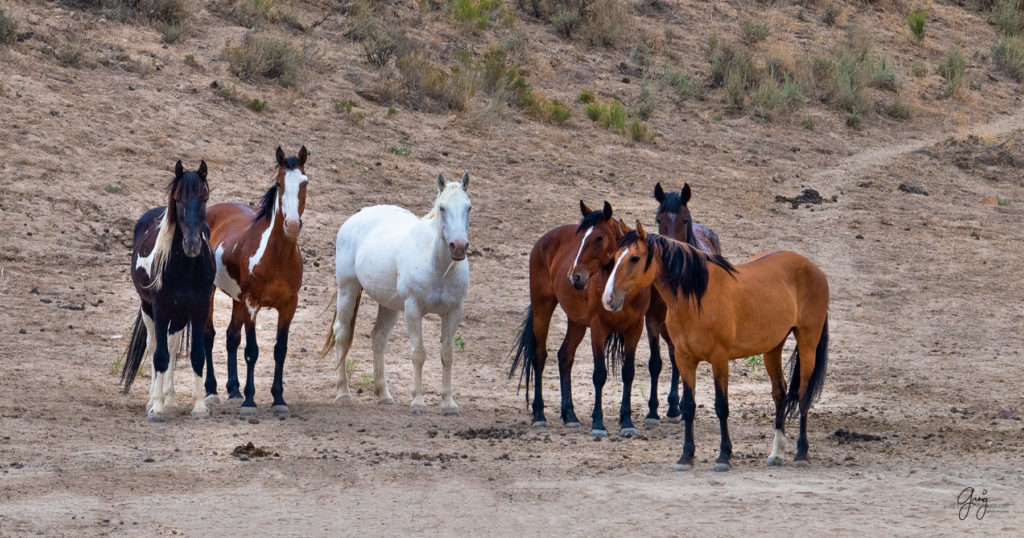 cedar mountain herd of wild horses, wild horses, wild horse photography, photography of wild horses, skull valley wild horses, utahwildhorses