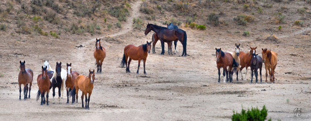 cedar mountain herd of wild horses, wild horses, wild horse photography, photography of wild horses, skull valley wild horses, utahwildhorses