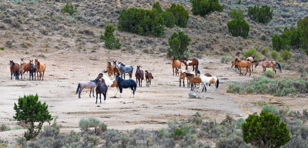 cedar mountain herd of wild horses, wild horses, wild horse photography, photography of wild horses, skull valley wild horses, utahwildhorses