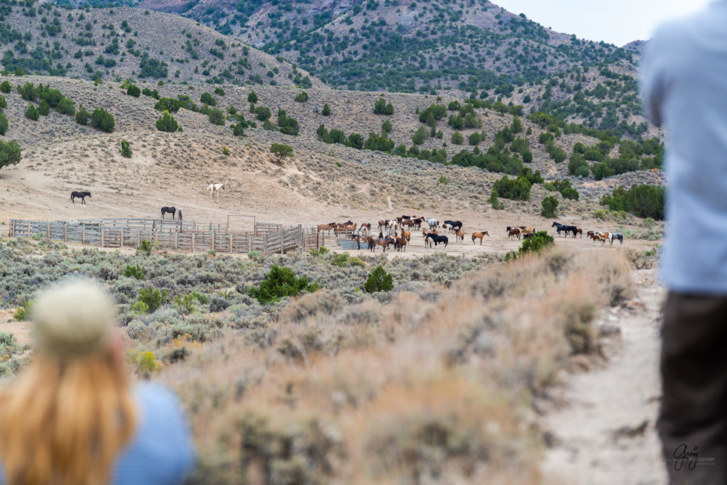 cedar mountain herd of wild horses, wild horses, wild horse photography, photography of wild horses, skull valley wild horses, utahwildhorses