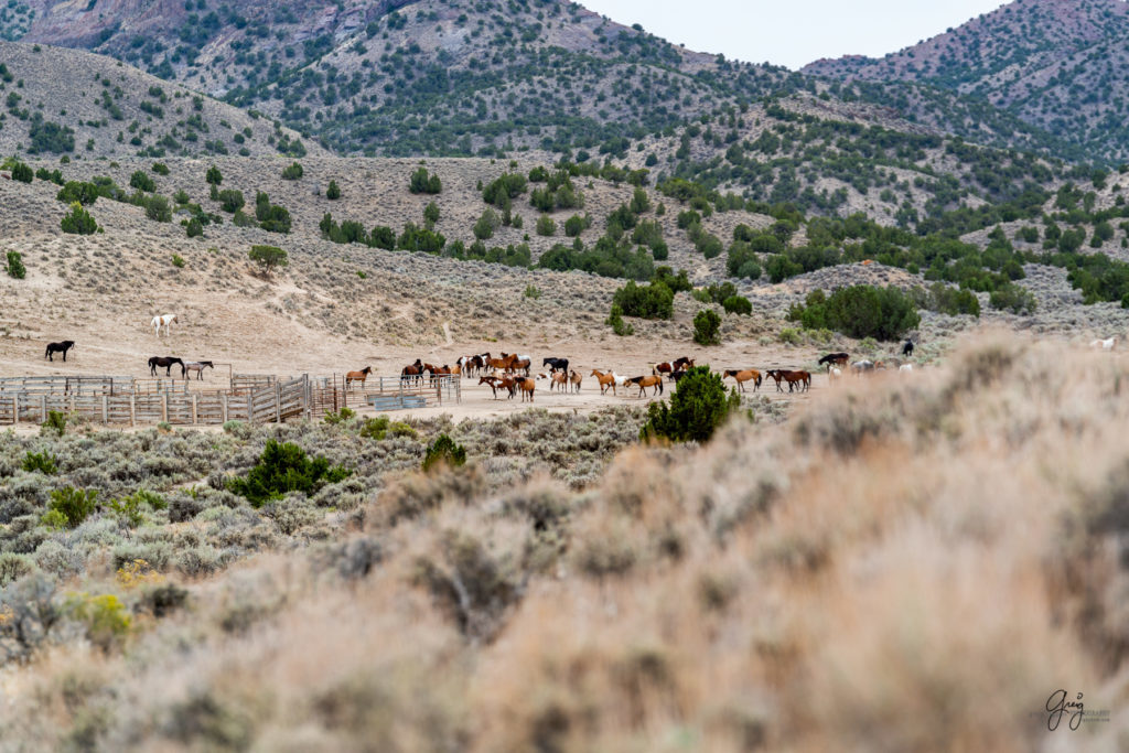 cedar mountain herd of wild horses, wild horses, wild horse photography, photography of wild horses, skull valley wild horses, utahwildhorses