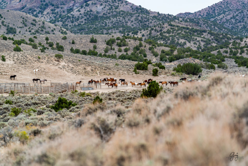 cedar mountain herd of wild horses, wild horses, wild horse photography, photography of wild horses, skull valley wild horses, utahwildhorses