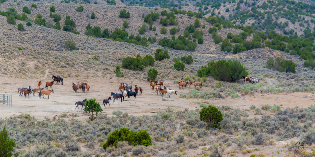 cedar mountain herd of wild horses, wild horses, wild horse photography, photography of wild horses, skull valley wild horses, utahwildhorses