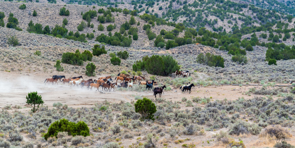 cedar mountain herd of wild horses, wild horses, wild horse photography, photography of wild horses, skull valley wild horses
