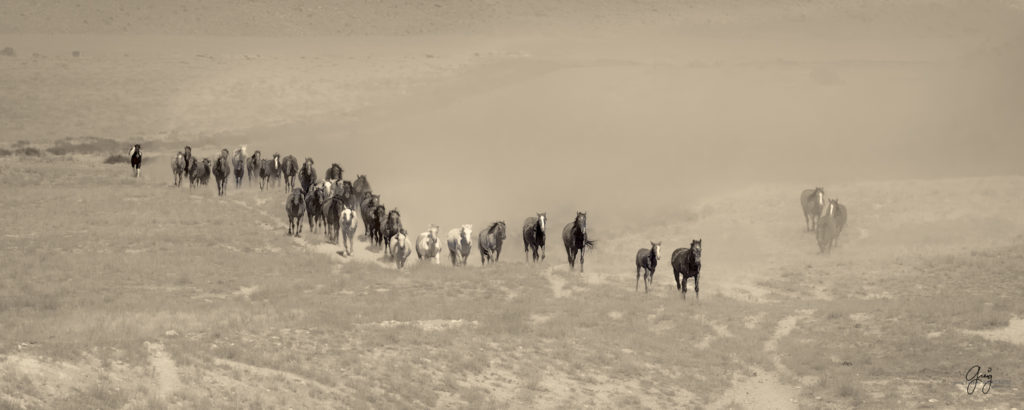 photographs of wild horses, wild horse photographty, onaqui herd of wild horses in Utah&#039;s West Desert, BLM