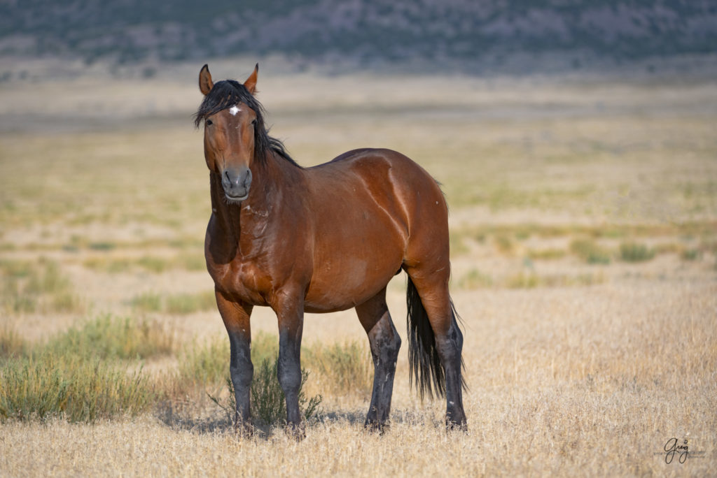 photographs of wild horses, wild horse photographty, onaqui herd of wild horses in Utah&#039;s West Desert, BLM