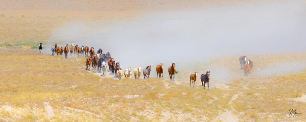 photographs of wild horses, wild horse photographty, onaqui herd of wild horses in Utah&#039;s West Desert, BLM