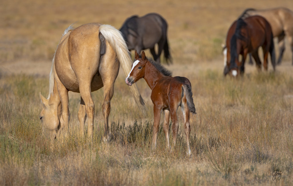 photographs of wild horses, wild horse photographty, onaqui herd of wild horses in Utah&#039;s West Desert, BLM