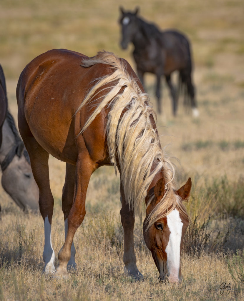 photographs of wild horses, wild horse photographty, onaqui herd of wild horses in Utah&#039;s West Desert, BLM