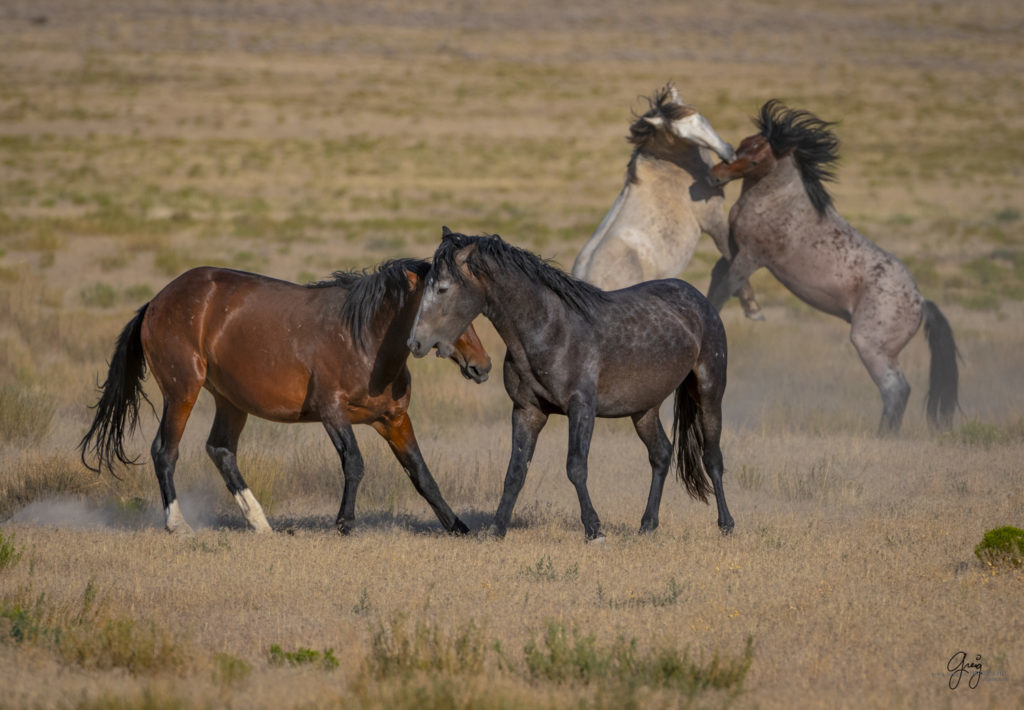 photographs of wild horses, wild horse photographty, onaqui herd of wild horses in Utah's West Desert, BLM