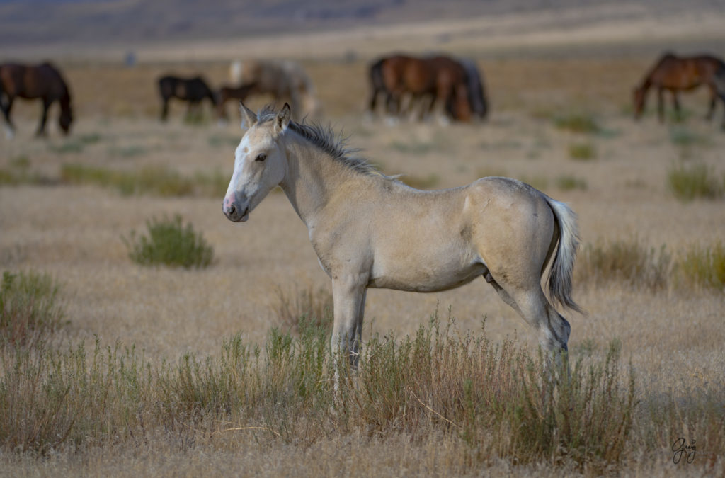 photographs of wild horses, wild horse photographty, onaqui herd of wild horses in Utah&#039;s West Desert, BLM