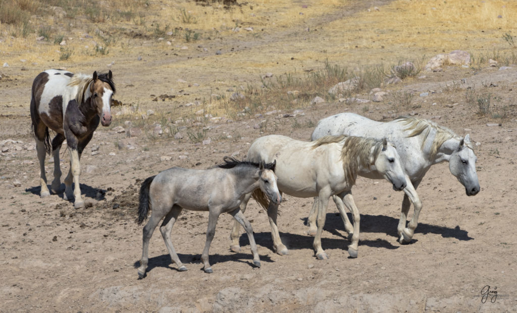 photographs of wild horses, wild horse photographty, onaqui herd of wild horses in Utah&#039;s West Desert, BLM