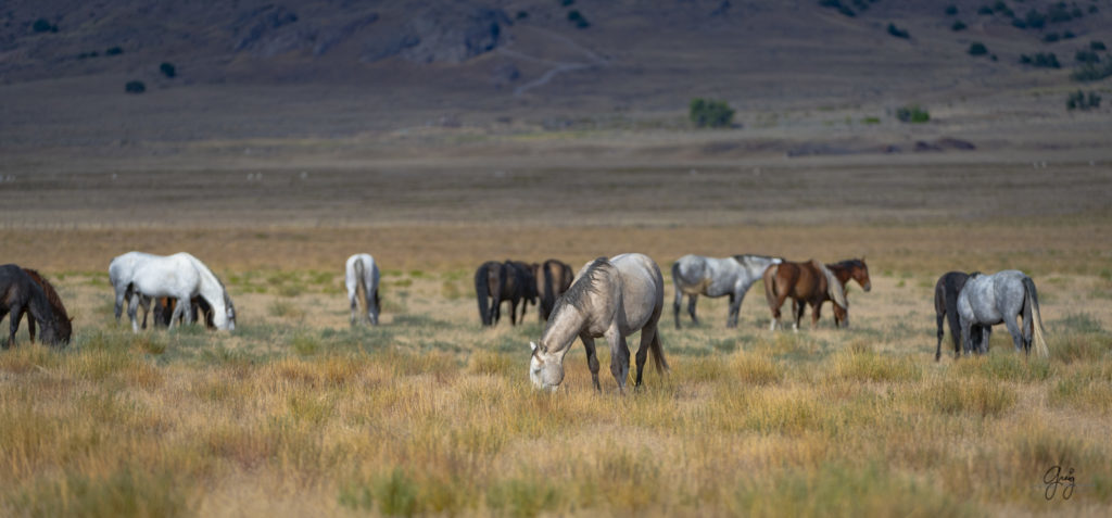 photographs of wild horses, wild horse photographty, onaqui herd of wild horses in Utah&#039;s West Desert, BLM