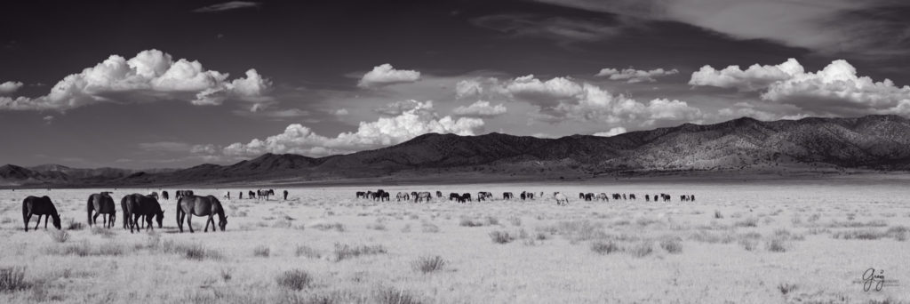 photographs of wild horses, wild horse photographty, onaqui herd of wild horses in Utah&#039;s West Desert, BLM