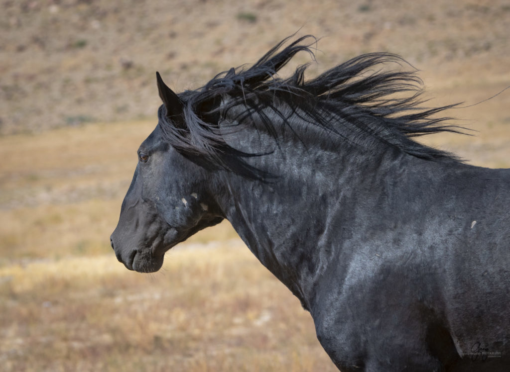 photographs of wild horses, wild horse photographty, onaqui herd of wild horses in Utah&#039;s West Desert, BLM
