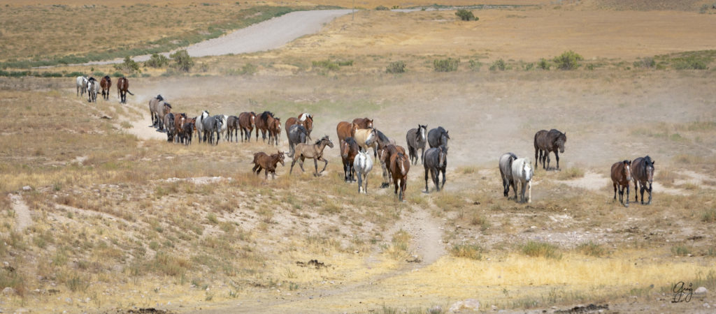 photographs of wild horses, wild horse photographty, onaqui herd of wild horses in Utah&#039;s West Desert, BLM