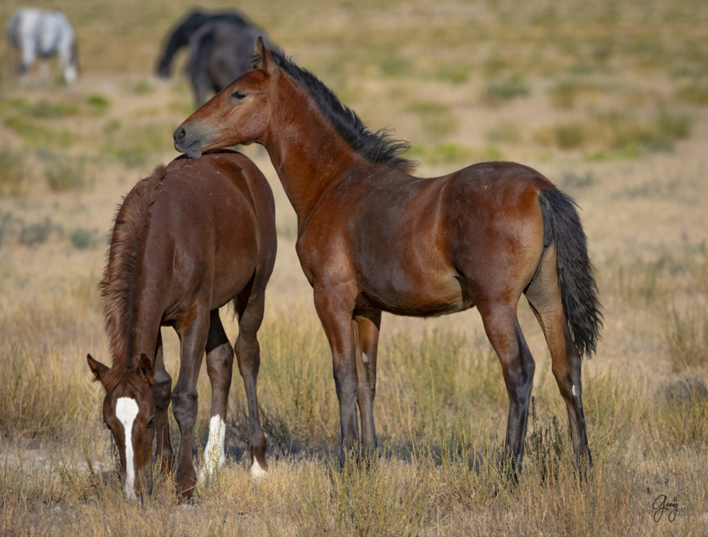 photographs of wild horses, wild horse photographty, onaqui herd of wild horses in Utah&#039;s West Desert, BLM
