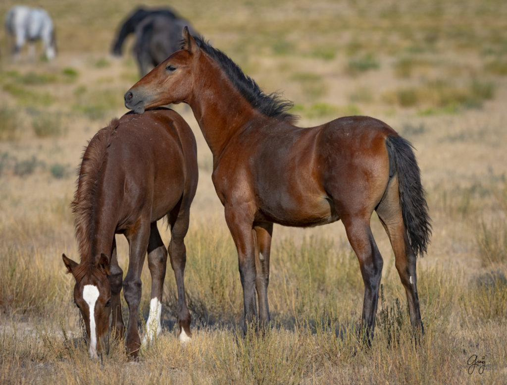 photographs of wild horses, wild horse photographty, onaqui herd of wild horses in Utah's West Desert, BLM