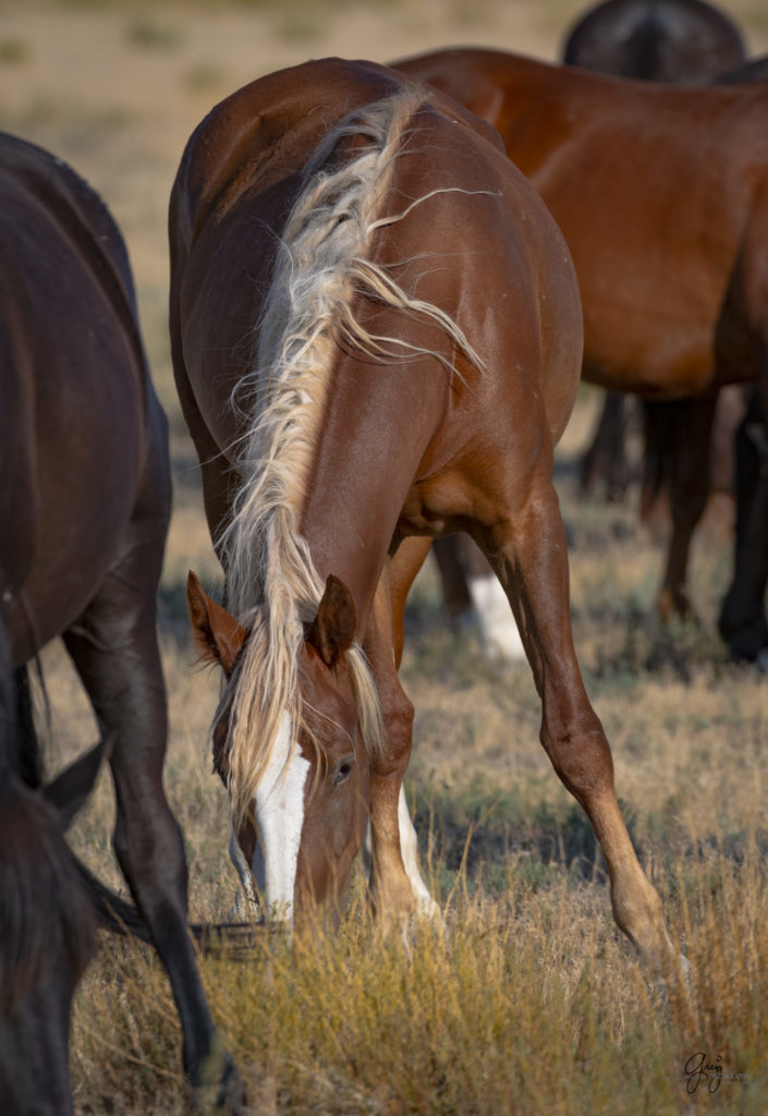 photographs of wild horses, wild horse photographty, onaqui herd of wild horses in Utah&#039;s West Desert, BLM