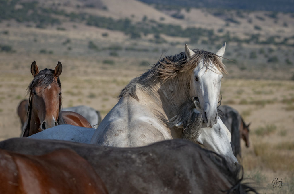 photographs of wild horses, wild horse photographty, onaqui herd of wild horses in Utah&#039;s West Desert, BLM