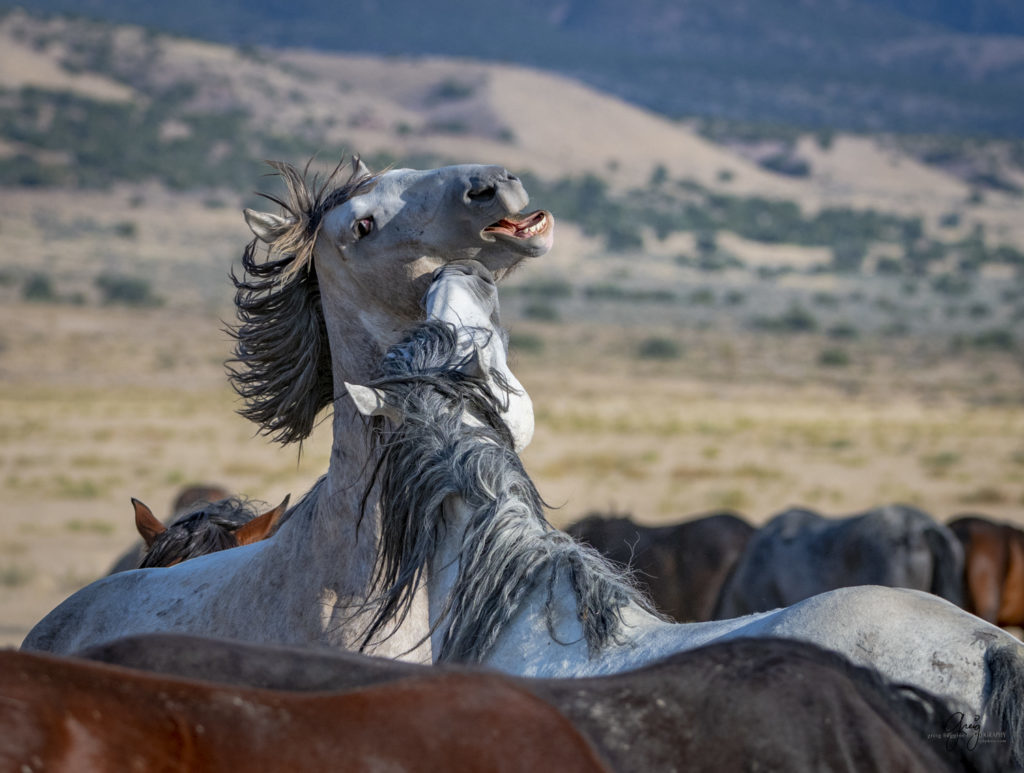 photographs of wild horses, wild horse photographty, onaqui herd of wild horses in Utah&#039;s West Desert, BLM